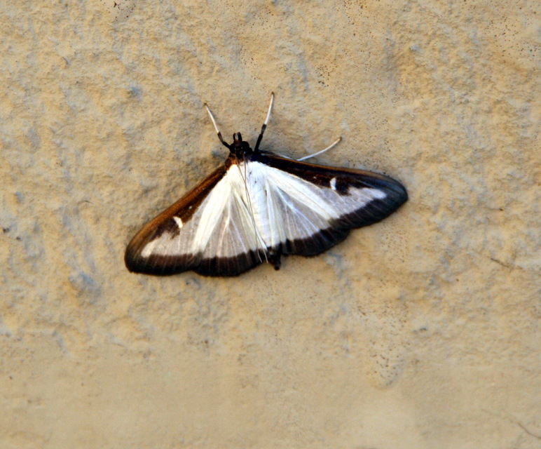 Cydalima perspectalis - puszpáng-tűzmoly