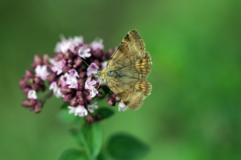 Euclidia glyphica - közönséges nappalibagoly