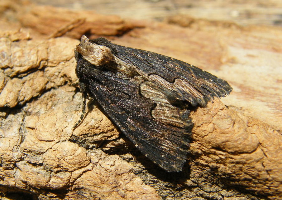 Dypterygia scabriuscula - szurokbarna nyáribagoly