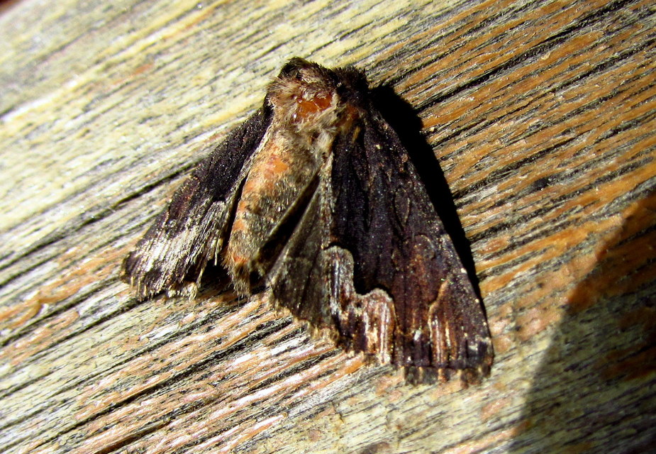 Dypterygia scabriuscula - szurokbarna nyáribagoly