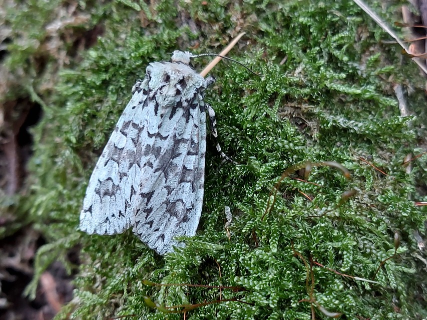 Griposia aprilina - őszi zöldbagoly
