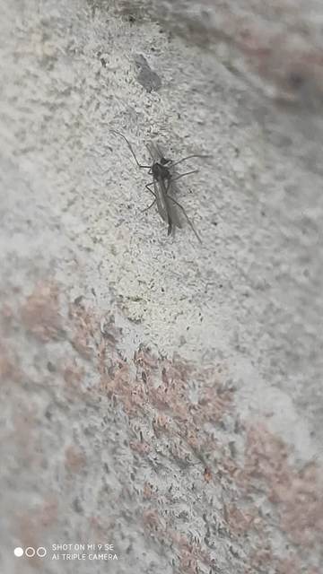 Chironomidae - árvaszúnyogok