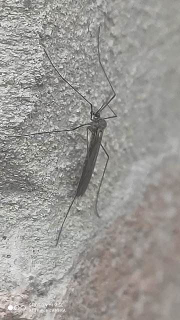 Trichocera