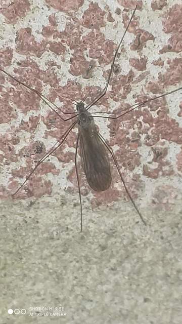 Trichocera