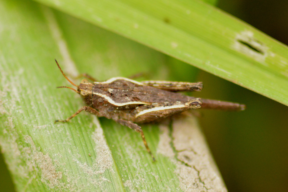 Tetrix subulata - közönséges tövishátúsáska