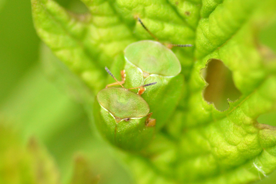 Cassida viridis - zöld pajzsbogár Cassida viridis - zöld pajzsbogár