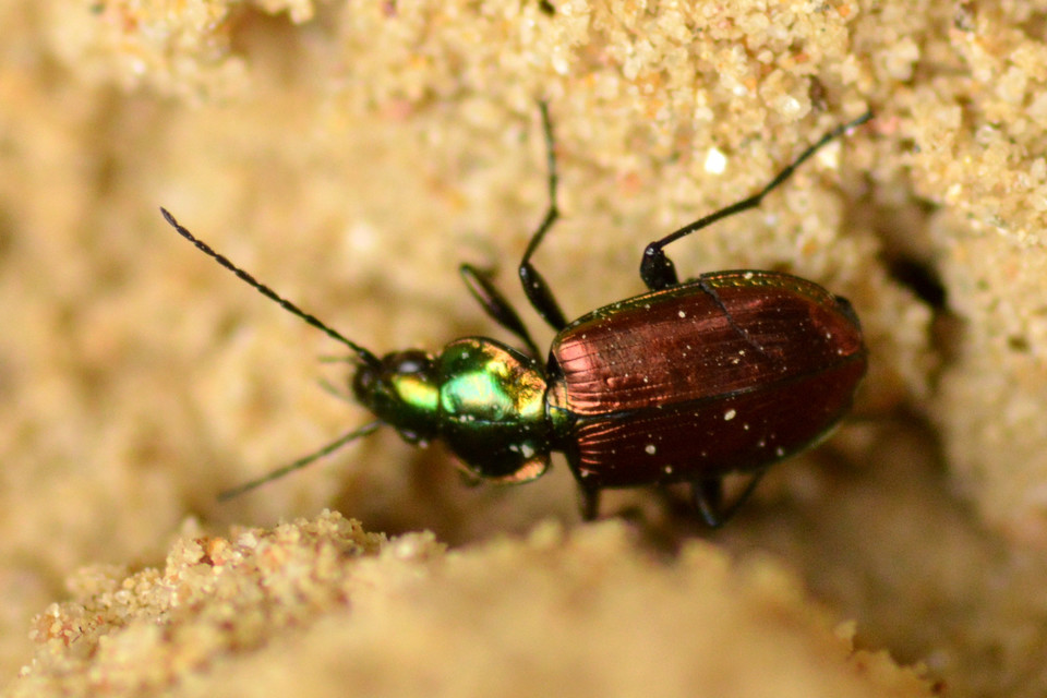 Agonum sexpunctatum - pompás kisfutó