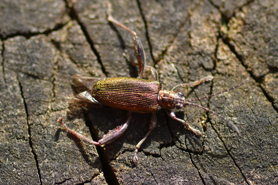 Donacia crassipes - vastagcombú sásbogár