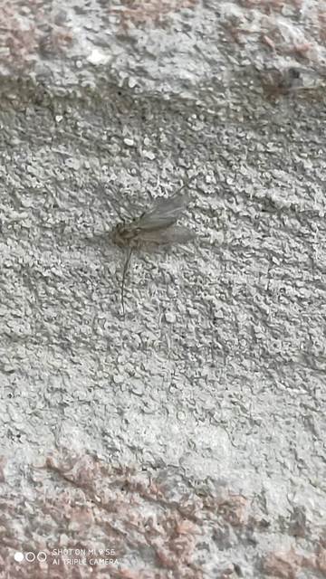 Chironomidae - árvaszúnyogok