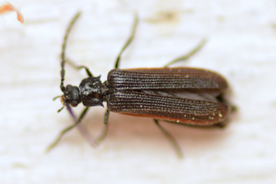 Omalisus fontisbellaquaei - közönséges álhajnalbogár