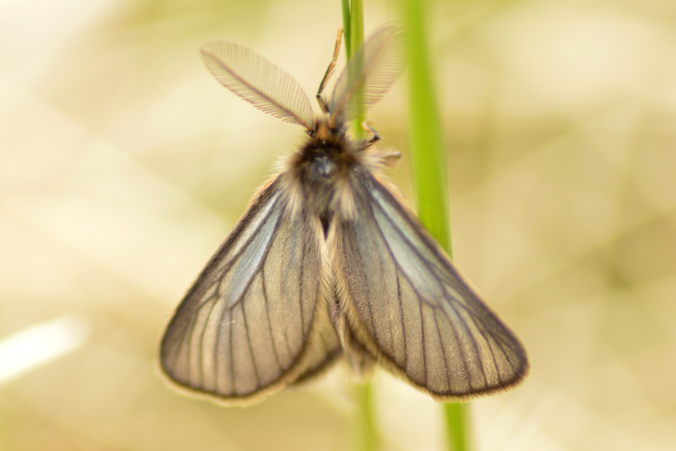 Pentophera morio - réti gyapjaslepke