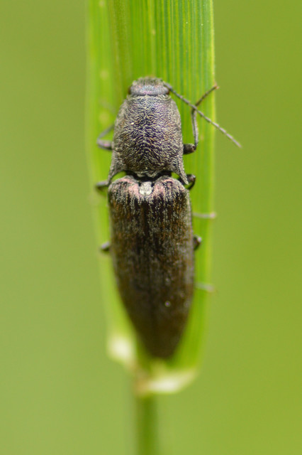 Actenicerus siaelandicus - márványos pattanó Actenicerus siaelandicus - márványos pattanó