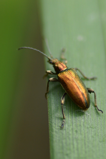 Plateumaris sericea - selymes nádbogár