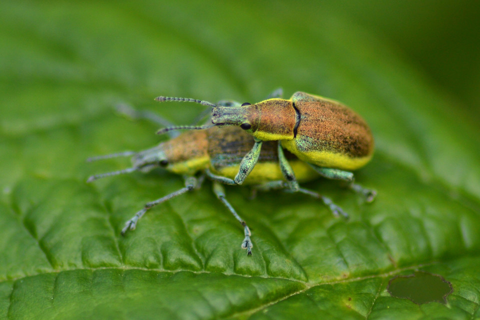 Chlorophanus flavescens - nagy zöldormányos