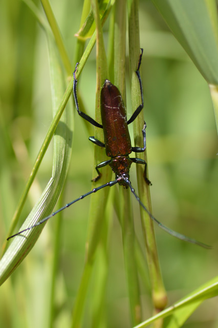 Aromia moschata - pézsmacincér