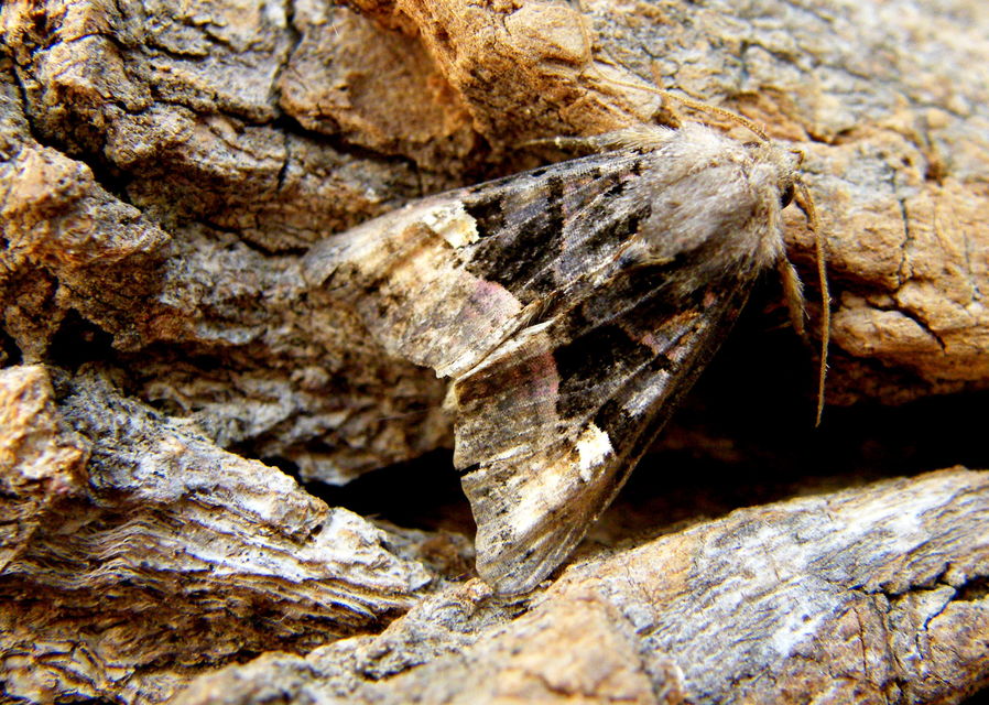 Euplexia lucipara - szeder-csipkésbagoly