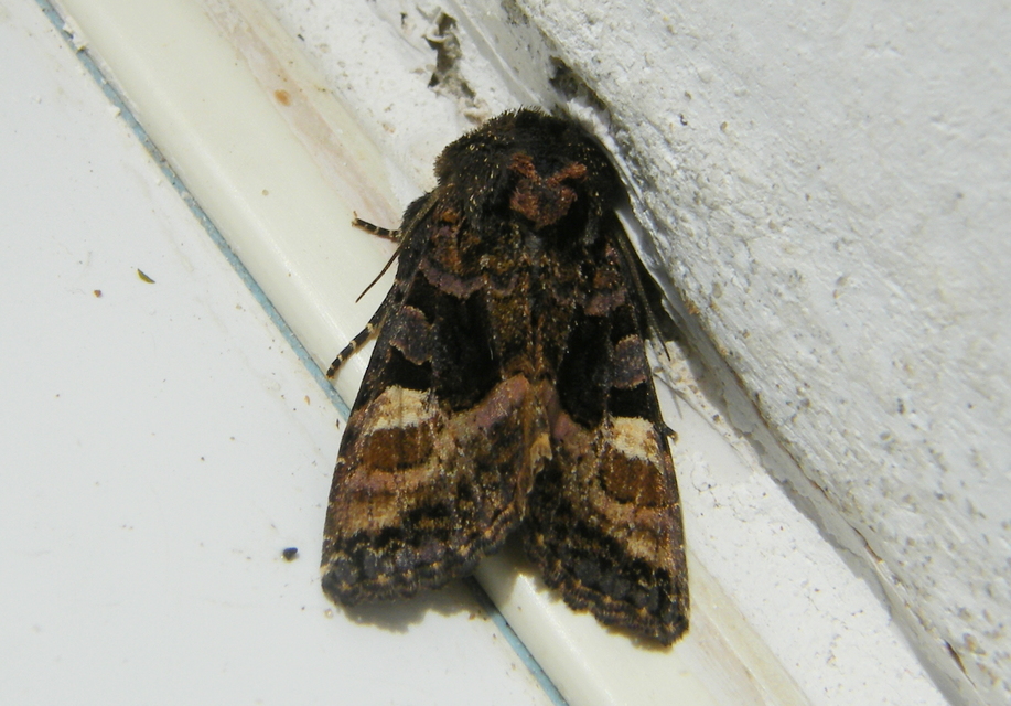Euplexia lucipara - szeder-csipkésbagoly