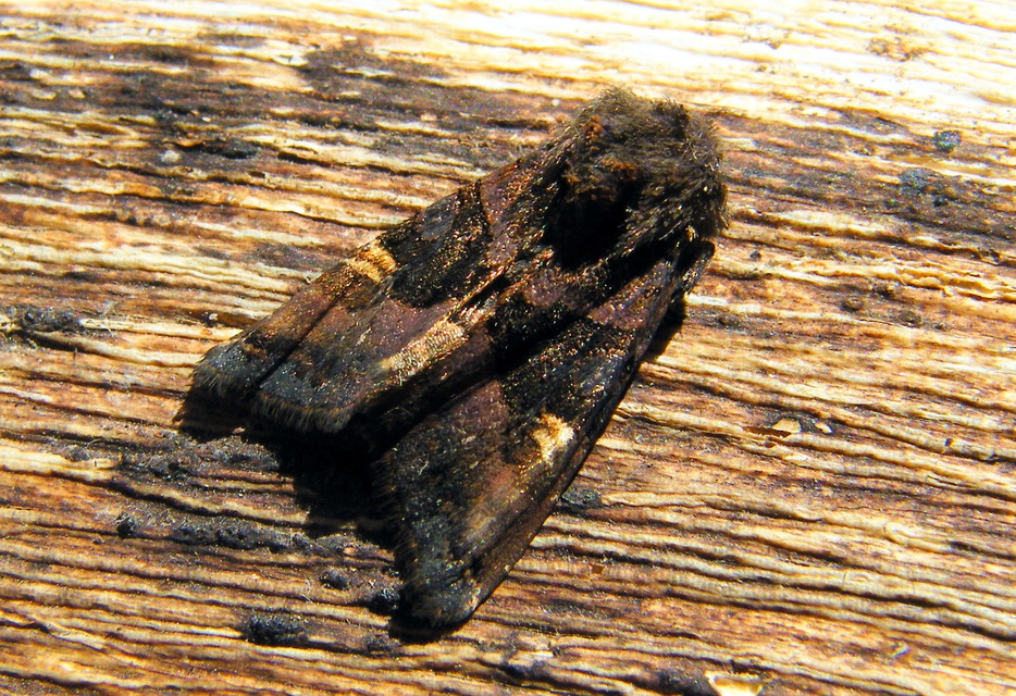 Euplexia lucipara - szeder-csipkésbagoly