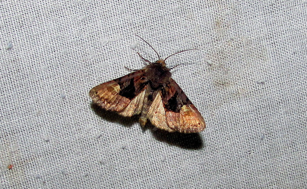 Euplexia lucipara - szeder-csipkésbagoly