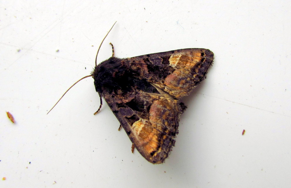 Euplexia lucipara - szeder-csipkésbagoly