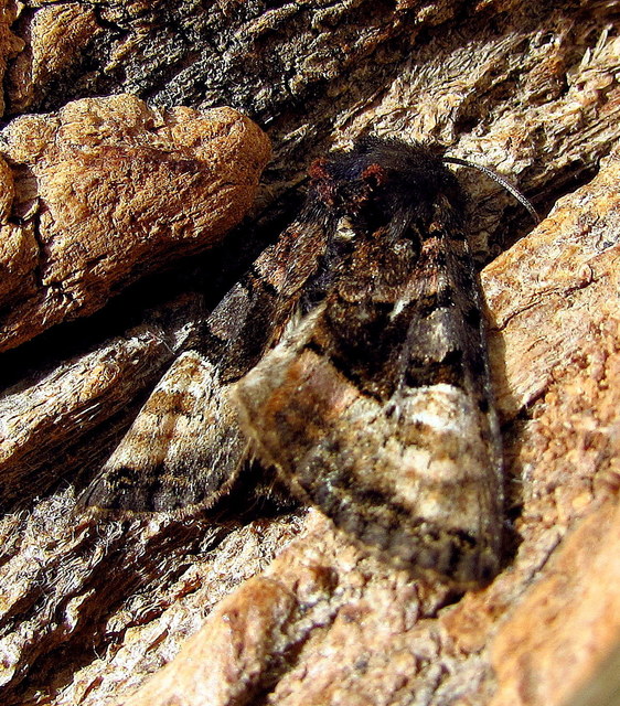 Euplexia lucipara - szeder-csipkésbagoly