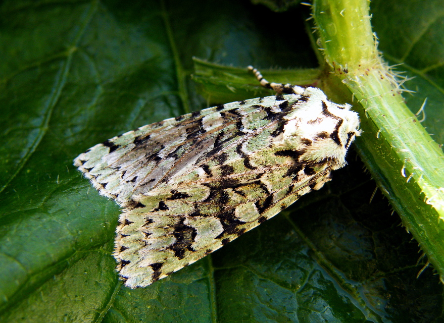 Griposia aprilina - őszi zöldbagoly
