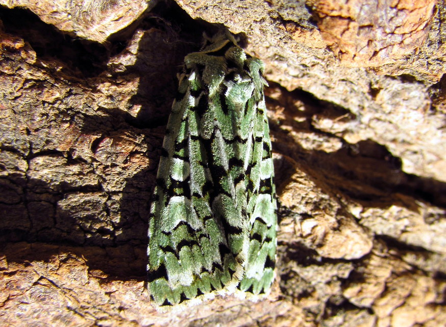 Griposia aprilina - őszi zöldbagoly