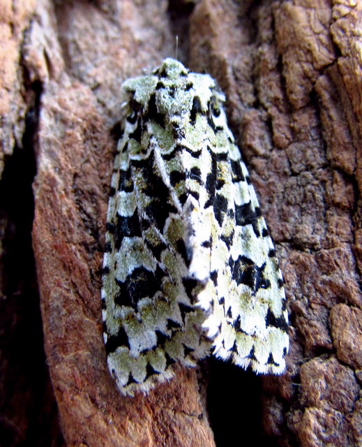 Griposia aprilina - őszi zöldbagoly