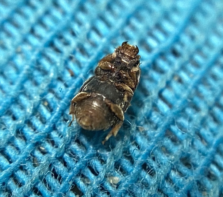 Carpophilus hemipterus - kétszínű gyümölcsfénybogár Carpophilus hemipterus - kétszínű gyümölcsfénybogár