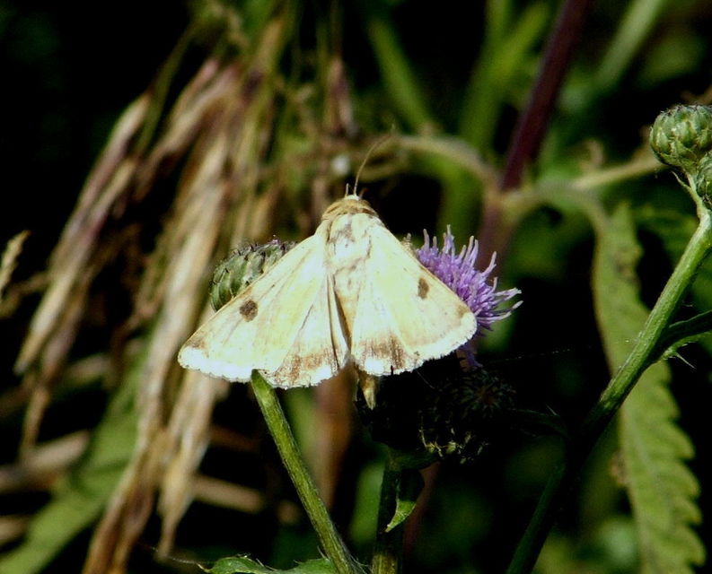Heliothis peltigera - nagy veteménybagoly