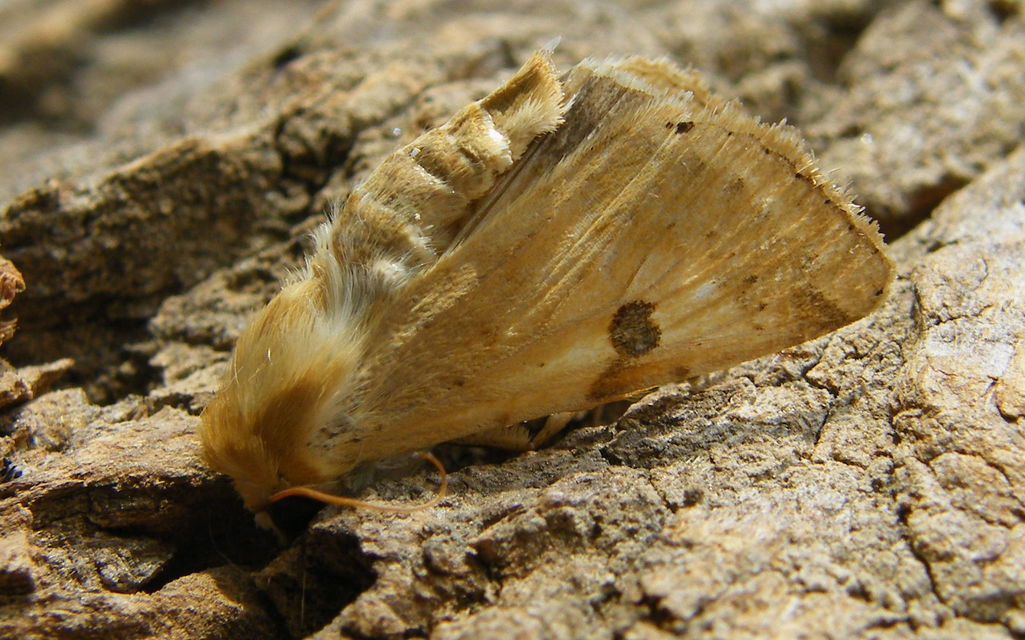 Heliothis peltigera - nagy veteménybagoly