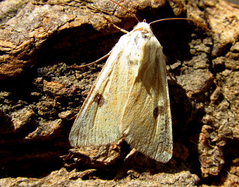 Heliothis peltigera - nagy veteménybagoly