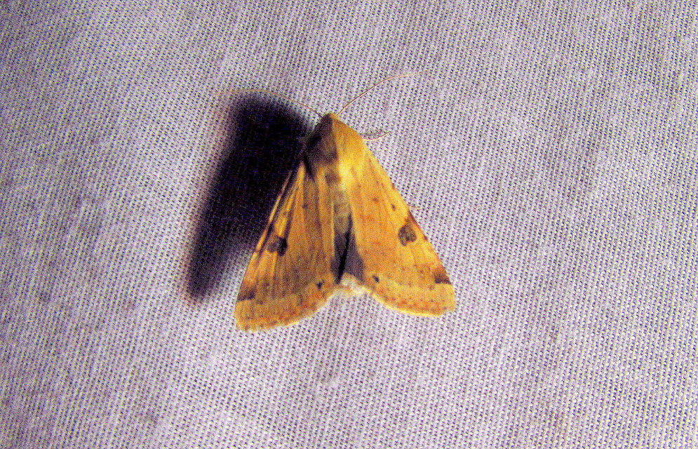 Heliothis peltigera - nagy veteménybagoly