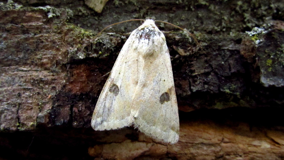 Heliothis peltigera - nagy veteménybagoly