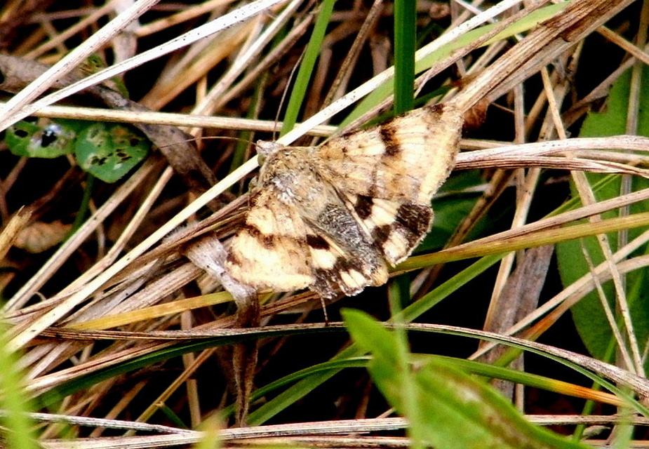 Heliothis viriplaca - mácsonyabagoly