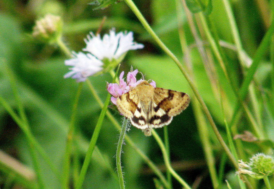 Heliothis viriplaca - mácsonyabagoly