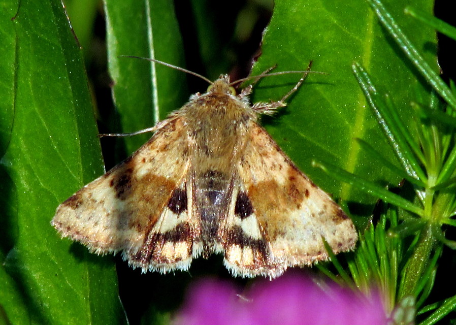 Heliothis viriplaca - mácsonyabagoly