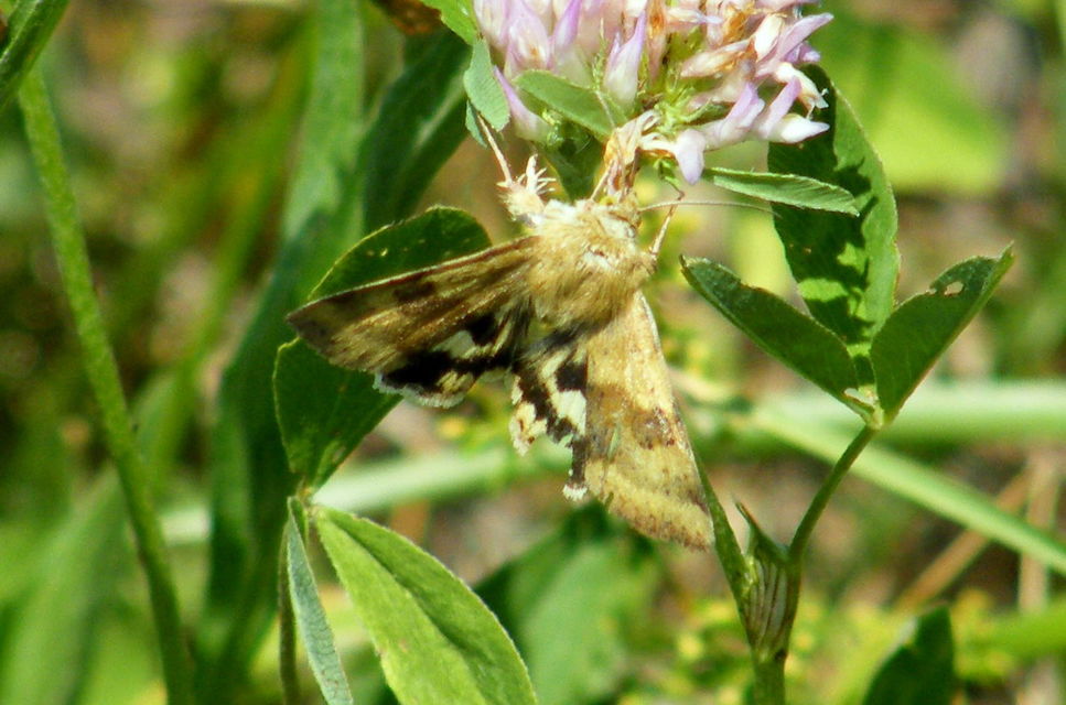 Heliothis viriplaca - mácsonyabagoly