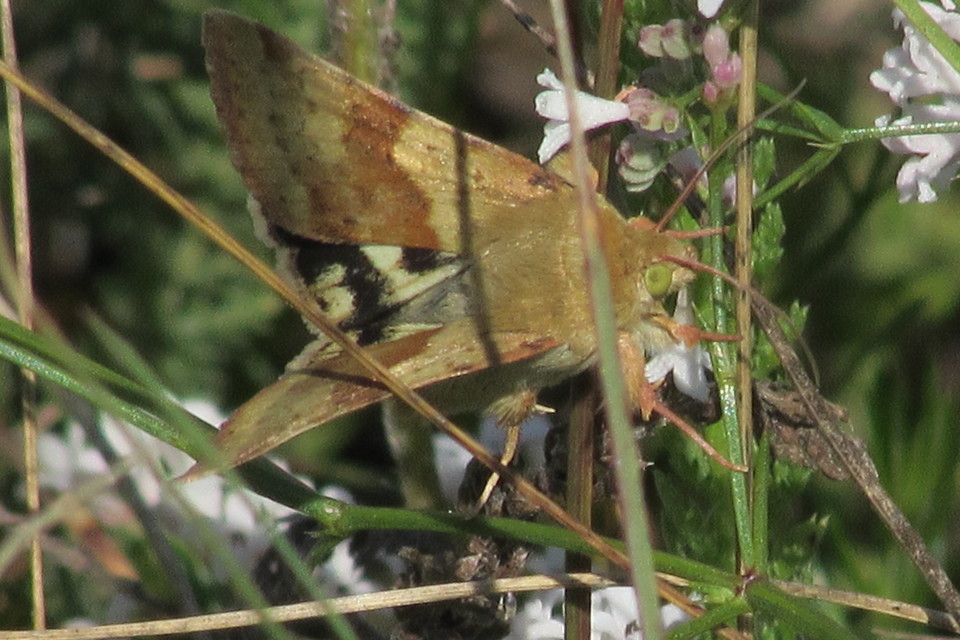 Heliothis viriplaca - mácsonyabagoly