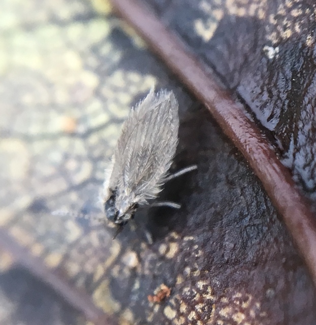 Psychoda