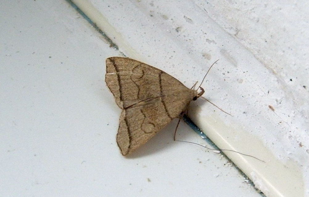 Herminia grisealis - ligeti karcsúbagoly