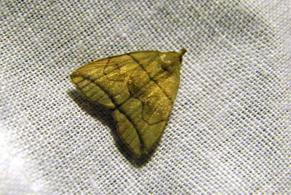 Herminia grisealis - ligeti karcsúbagoly