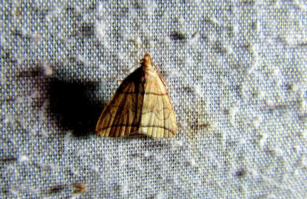 Herminia grisealis - ligeti karcsúbagoly