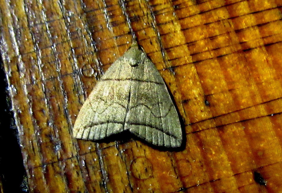 Herminia grisealis - ligeti karcsúbagoly
