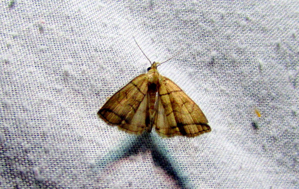 Herminia grisealis - ligeti karcsúbagoly