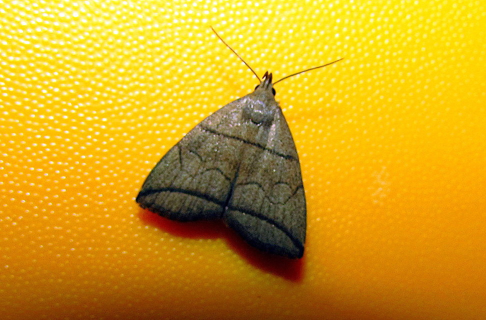Herminia grisealis - ligeti karcsúbagoly