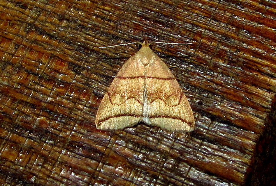 Herminia grisealis - ligeti karcsúbagoly