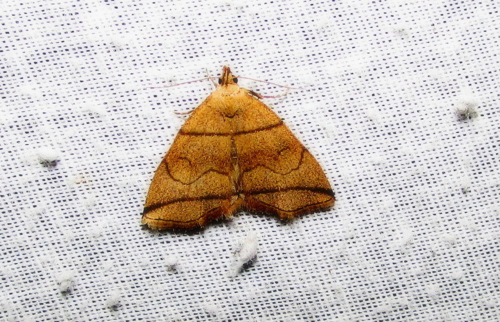 Herminia grisealis - ligeti karcsúbagoly