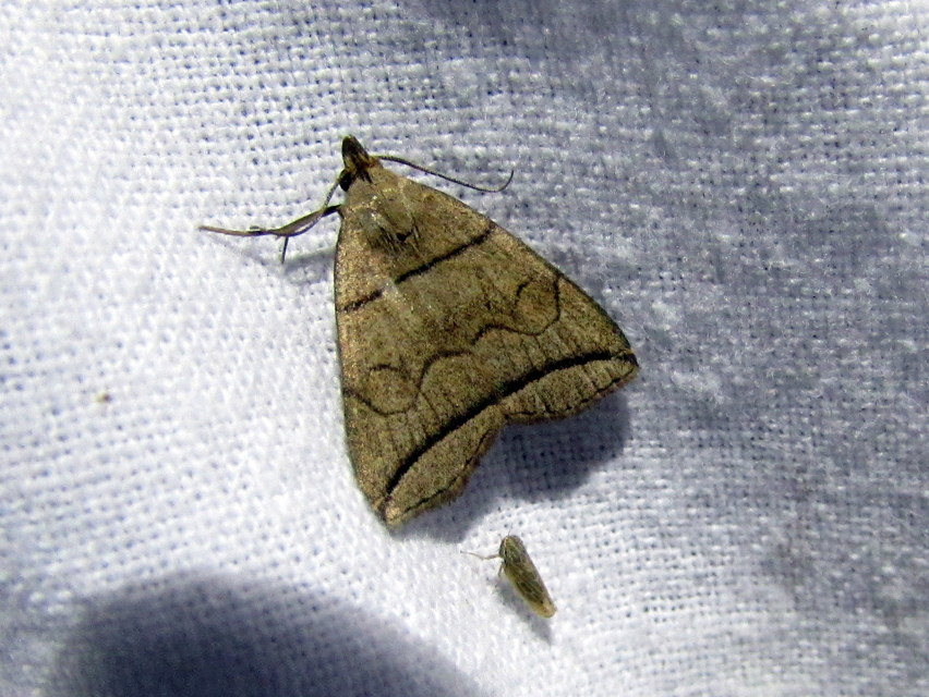 Herminia grisealis - ligeti karcsúbagoly