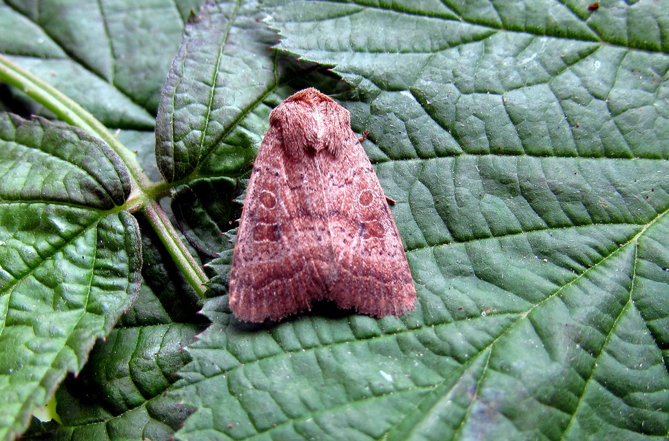 Hoplodrina octogenaria - barna selymesbagoly
